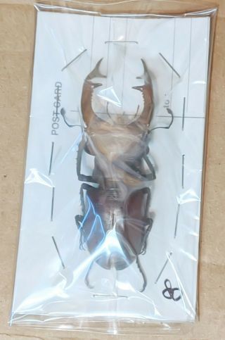 Beetle - Lucanus Cervus Judaicus 57 Male 80 Mm,  - From Turkey