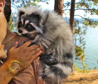 100 Handmade Woodsplitter Lee Cross Poseable Weighted Baby Raccoon