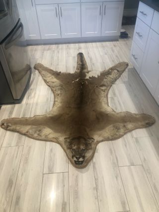 Real Taxidery Mountain Lion Rug