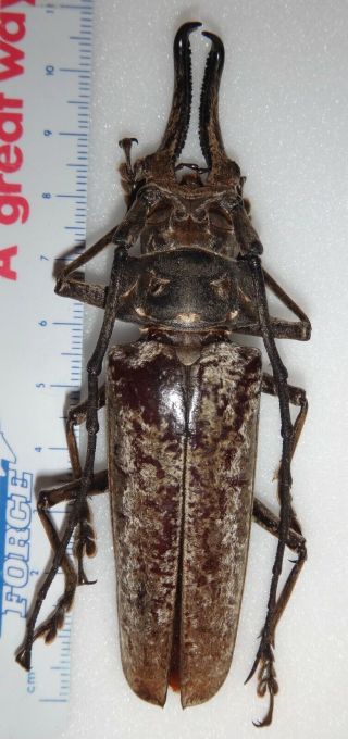 Top Rarity Callipogon Limonovi Male 105.  6mm D.  R.  Longhorn Beetle Titanus
