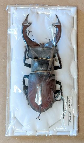 Beetle - Lucanus Cervus Male 43 From Greece