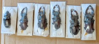 Beetle - Lucanus Cervus 5 Males,  1 Female 31 From Austria
