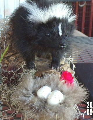 Taxidermy Teenytiny Baby Skunk No Odor Bird Nest/squirrel/cabin/sheshed/fox/fur