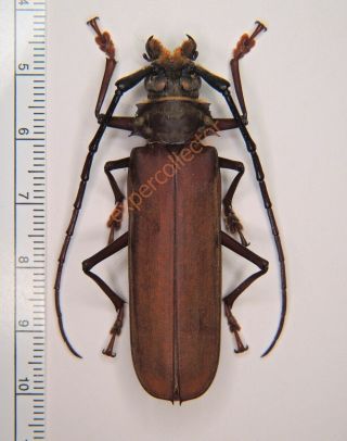 Cerambycidae - Orthomegas Sylvainae 56mm From French Guiana Kz303