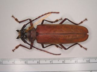 Cerambycidae - Orthomegas Similis Female 57mm,  From Brazil,  Very Rare Kz152