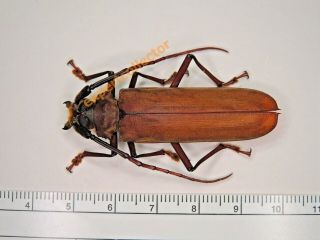 Cerambycidae - Orthomegas Maryae 52mm,  From French Guiana Kz154