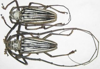 Cerambycidae Batocera Lamondi Pair A1 Male 81mm (solomons Islands) Xxl
