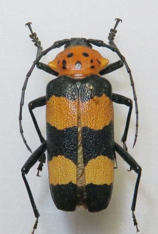 Cerambycidae Crioprosopus Nieti Female 43mm Mexico Oaxaca Veracruz Los Tuxtlas
