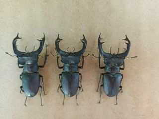 Coleoptera Lucanidae Lucanus Cervus A1/ 3 Male / 82/81/80 Mm / Ukraina