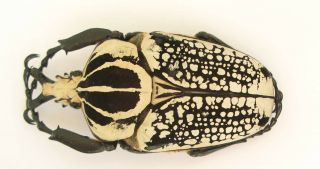 Goliathus Orientalis Male 99mm (cetoniinae)