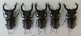 Coleoptera Lucanidae Lucanus Cervus A1/ 5 Piece/ 79 - 78 Mm / Ukraina