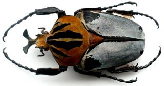 Coleoptera Cetonidae Goliathini Goliathus Mecynorrhina Goliathus Cacicus 88 Mm