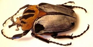 Coleoptera Cetonidae Goliathini Goliathus Mecynorrhina Goliathus cacicus 88 mm 2