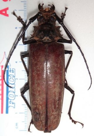 Top Rarity Callipogon Limonovi Female 71.  1mm D.  R.  Longhorn Beetle Titanus