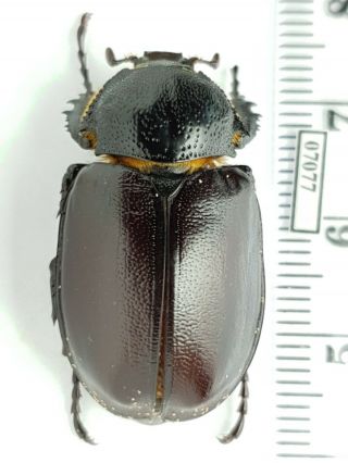Scarabaeidae,  Euchirinae Propomacrus Cypriacus Female A - Rare
