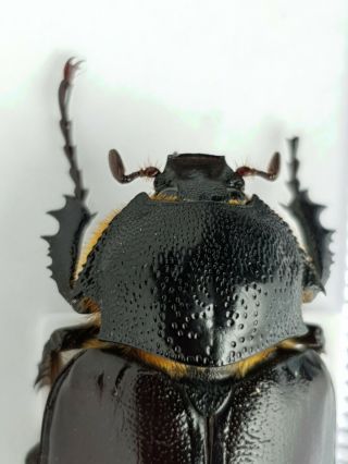 Scarabaeidae,  Euchirinae Propomacrus cypriacus female A - RARE 2