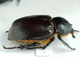 Scarabaeidae,  Euchirinae Propomacrus cypriacus female A - RARE 3