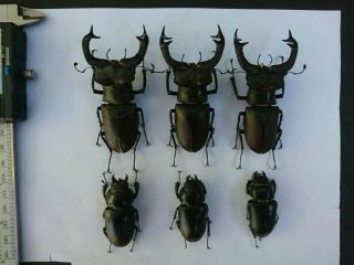 Coleoptera Lucanidae Lucanus Cervus A1/ 3 Male/ Female / 82/81/80 Mm / Ukraina