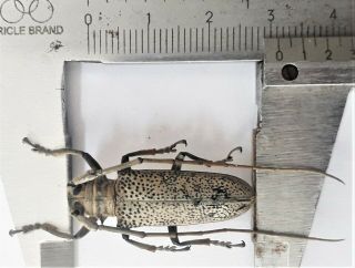 Cerambycidae Sp 31mm From Sangihe Indonesia