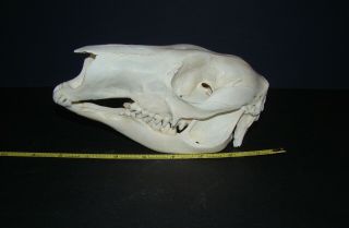 Real Xl Male Red Kangaroo Skull