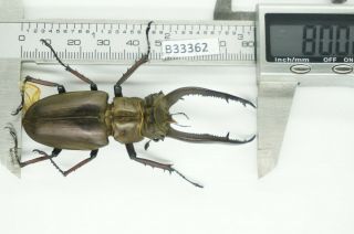 B33362 – Lucanus Laminifer Ps.  Beetles,  Insects Yen Bai Vietnam 80mm