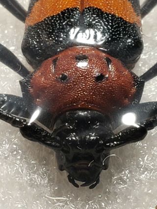 Cerambycidae Prioninae Ultra Rare Mexico Crioprosopus Nieti Male A1,  Os 3