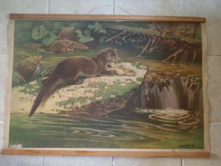 Vintage Zoological Pull Down School Chart Of Otter