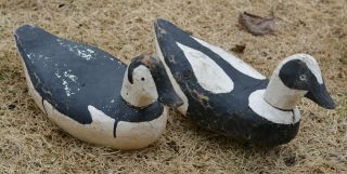1970s Old Squaw Duck Primitive Wood Carved Decoy Pair Magdalen Islands Qc Canada
