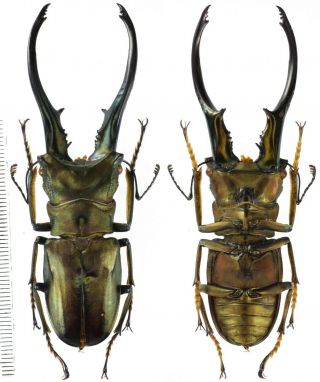 Cyclommatus Imperator Monguilloni Lucanidae 83mm - Arfak Papua,  Indonesia Rare