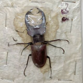 Beetle - Lucanus Elaphus Male 10 57 Mm,  - From Mississippi