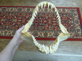 (sj250 - 120 - 2) 14 " Mako Shortfin Shark Jaw Sharks Jaws Teeth (isurus Oxyrinchus)