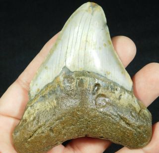 A Big And 100 Natural Carcharocles Megalodon Shark Tooth Fossil 122gr