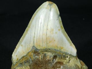 A BIG and 100 Natural Carcharocles MEGALODON Shark Tooth Fossil 122gr 2