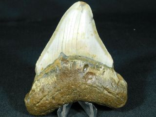 A BIG and 100 Natural Carcharocles MEGALODON Shark Tooth Fossil 122gr 3