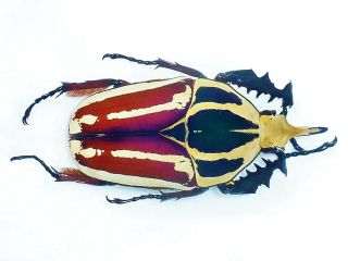 Mecynorrhina Ugandensis Male A1 Huge 67mm,  Fantastic Color Uganda
