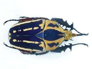 Mecynorrhina Ugandensis Male A1 Huge 68mm,  Fantastic Blue Uganda