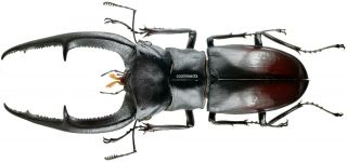 Insect - Lucanidae Hexarthrius Mandibularis - Sumatra - Male 115mm.