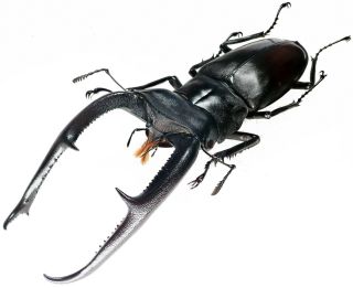Insect - LUCANIDAE Hexarthrius mandibularis - Sumatra - Male 115mm. 2