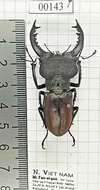 Lucanidae Lucanus Coleoptera Stag Beetles Entomology Real Insect