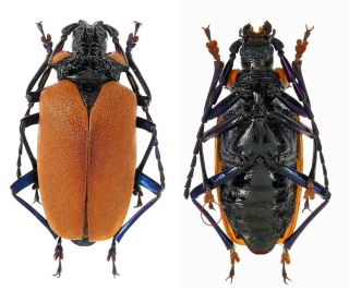 Insect Beetles Prioninae Oropyrodes Maculicollis 42 Mm Mexico