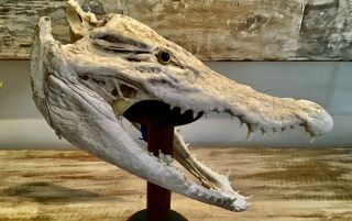 Crocodile Head Taxidermy Unique Exotic Ornament Animal Decor Cites