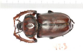 Cetonidae Dynastidae Euchiridae Propomacrus Davidi Fujianensis 47.  3mm