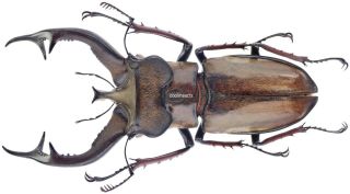 Insect - Lucanidae Lucanus Furcifer - Motuo,  Tibet - Giant Male 71mm.