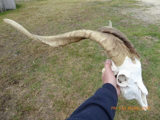 Large Billy Goat Skull Massive Horns Taxidermy Hunting Gothic Bone Craft Hunt