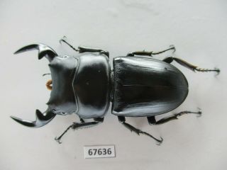 67636 Lucanidae: Dorcus Curvidens Babai.  Vietnam South.  71mm.  Rare