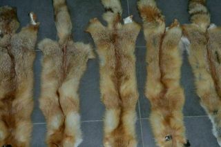 5 Pc Skin Real European Fox Fur Hides Pelts Tanned Taxidermy