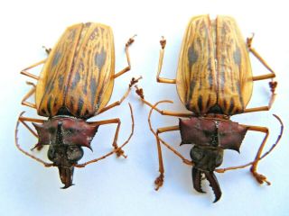 Coleoptera/cerambydae - Prioninae Pair Macrodontia Zischkai A1 Ucayali - Peru