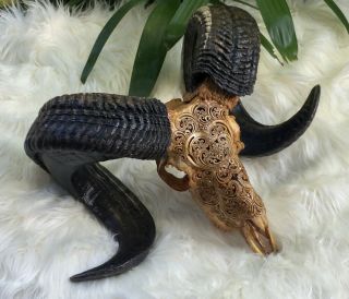 Real Carved Goat Ram Skull Horns Skull Carving Taxidermy Buffalo Longhorns Bull