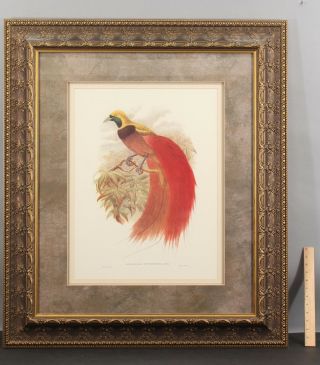 Large Antique 19thc John Gould Hand - Colored Lithograph,  Bird Of Paridise