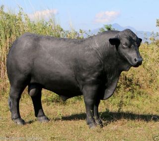 Black Bull Statue - Steer Statue - Angus Bull Life Size Statue Black 8 FT Long 2